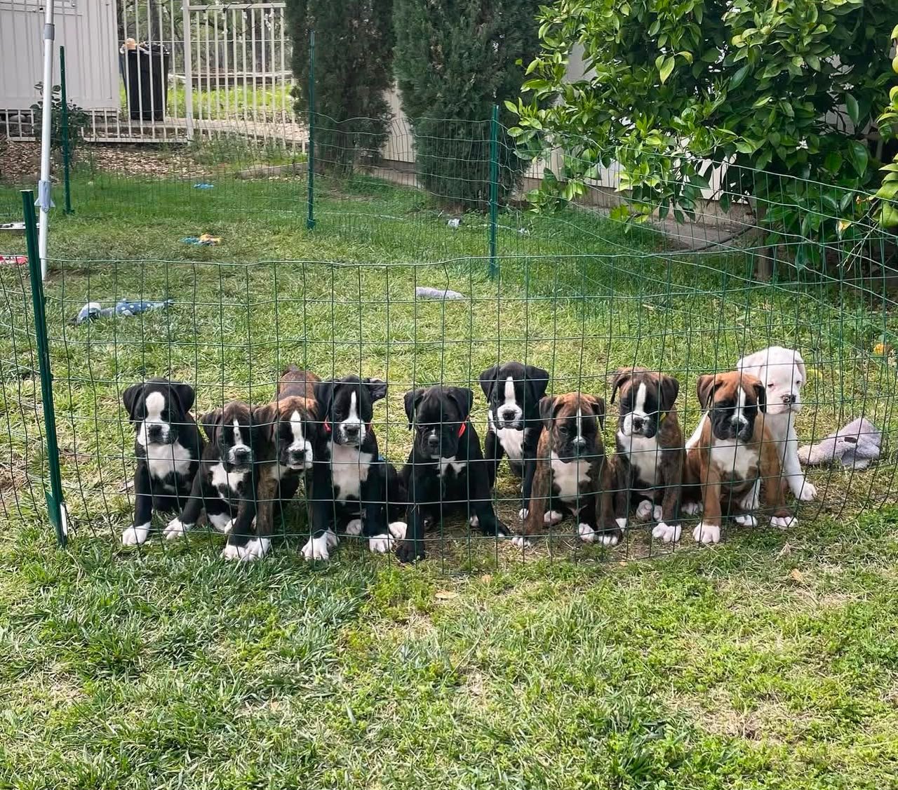 Home-raised Boxer puppies playing and socializing, About Boxer pups