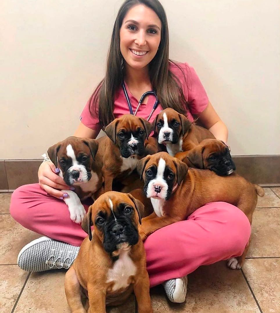 Healthy Boxer puppies for sale