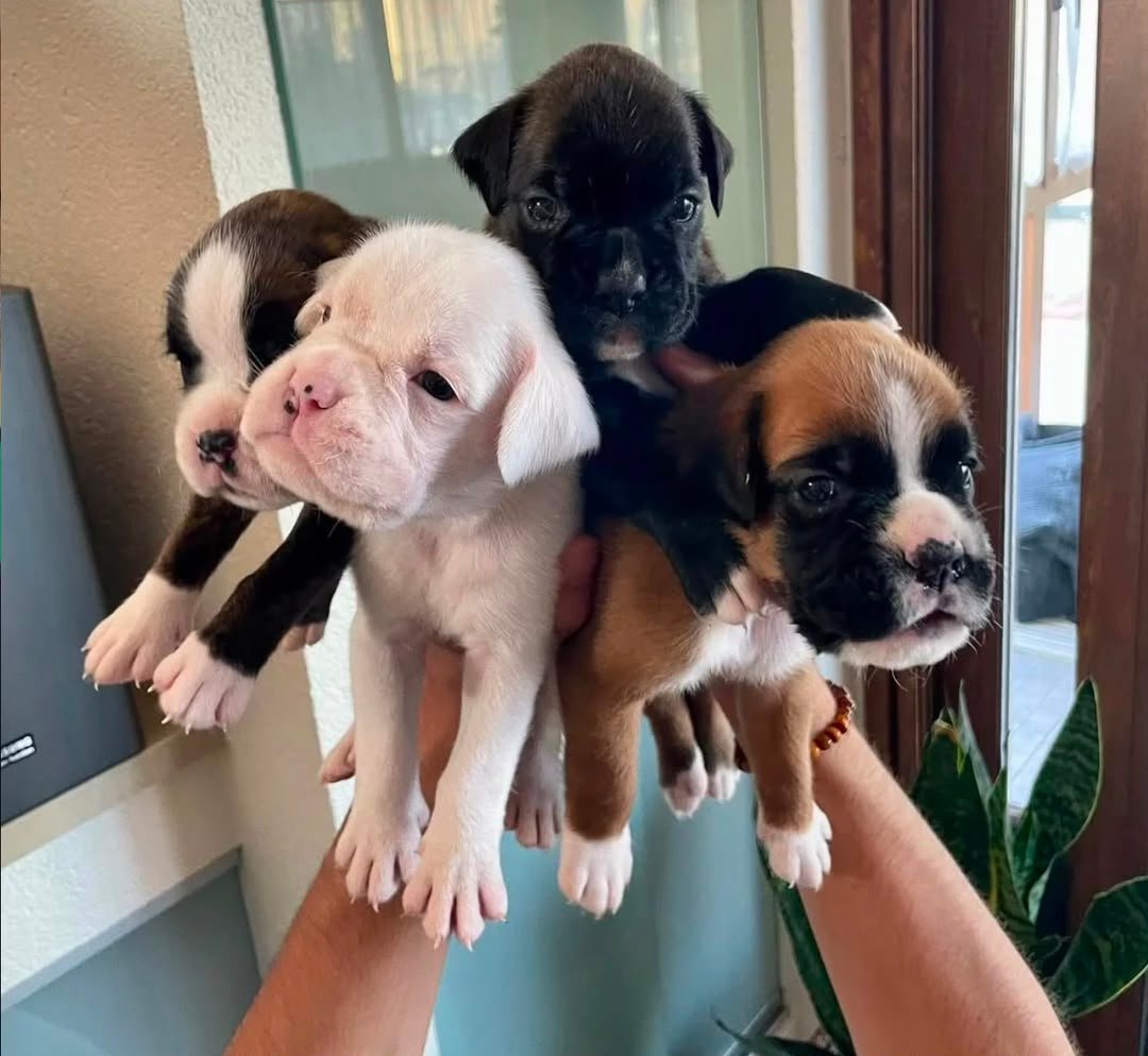 Home raised Boxer Puppies For Sale