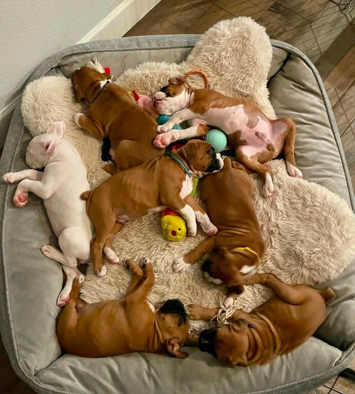 Family raising healthy Boxer puppies for sale