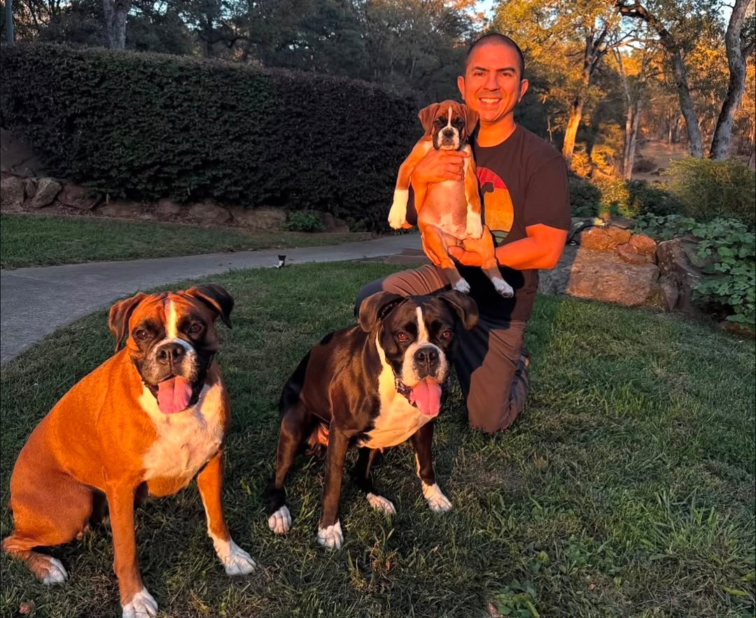 Adult Boxer parents with excellent family temperaments