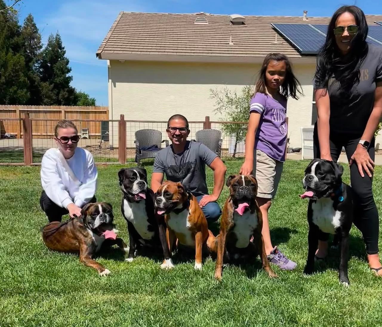 About Happy family Raising Boxer puppies